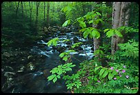 Wildflowers next to the Middle Prong of the Little Pigeon River, Tennessee. Great Smoky Mountains National Park ( color)