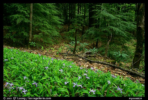 Crested Dwarf Irises and forest, Greenbrier, Tennessee. Great Smoky Mountains National Park (color)