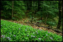 Crested Dwarf Irises and forest, Greenbrier, Tennessee. Great Smoky Mountains National Park, USA.