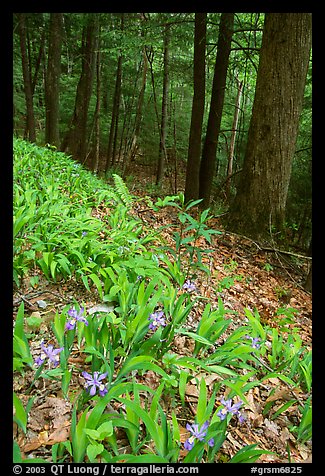 Crested Dwarf Irises blooming in the spring, Greenbrier, Tennessee. Great Smoky Mountains National Park, USA.