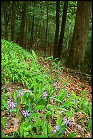 Crested Dwarf Irises blooming in the spring, Greenbrier, Tennessee. Great Smoky Mountains National Park, USA.
