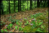 Forest floor with Crested Dwarf Iris, Greenbrier, Tennessee. Great Smoky Mountains National Park ( color)