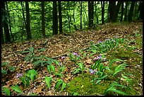 Forest floor with Crested Dwarf Iris, Greenbrier, Tennessee. Great Smoky Mountains National Park, USA.