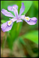 Crested Dwarf Iris close-up, Tennessee. Great Smoky Mountains National Park ( color)