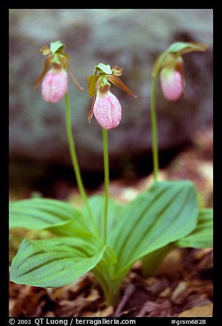 Three pink lady slippers, Greenbrier, Tennessee. Great Smoky Mountains National Park, USA.