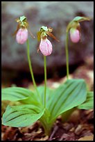 Three pink lady slippers, Greenbrier, Tennessee. Great Smoky Mountains National Park, USA.