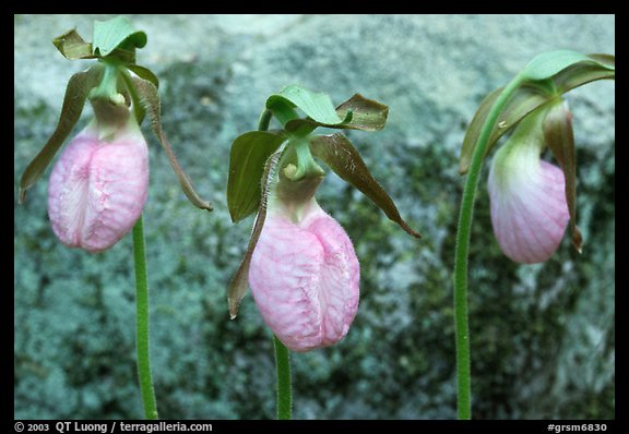 Three pink lady slippers and rock, Tennessee. Great Smoky Mountains National Park, USA.