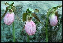 Three pink lady slippers and rock, Tennessee. Great Smoky Mountains National Park, USA.