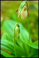 Yellow lady slippers close-up, Tennessee. Great Smoky Mountains National Park, USA. (color)