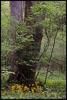 Tree trunks and yellow flowers, Greenbrier, Tennessee. Great Smoky Mountains National Park ( color)