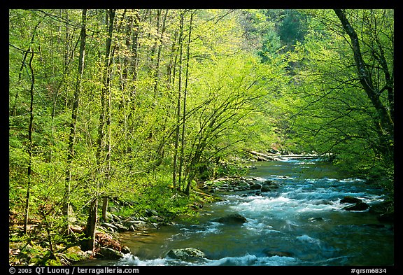 Middle Prong of the Little River in the sun, Tennessee. Great Smoky Mountains National Park, USA.