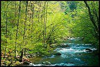 Middle Prong of the Little River in the sun, Tennessee. Great Smoky Mountains National Park ( color)