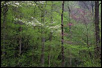 Blooming Dogwood and redbud trees in forest, Tennessee. Great Smoky Mountains National Park ( color)