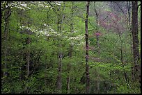 Blooming Dogwood and redbud trees in forest, Tennessee. Great Smoky Mountains National Park, USA.