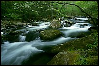 Arching dogwood in bloom over the Middle Prong of the Little River, Tennessee. Great Smoky Mountains National Park, USA.