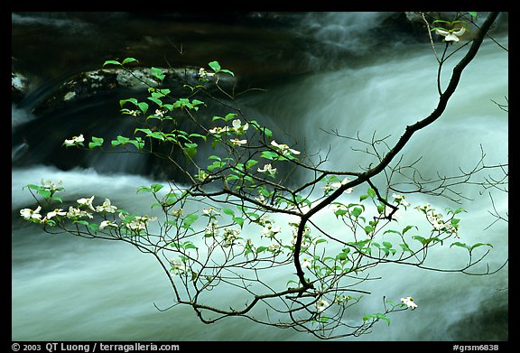 Dogwood branch with white blossoms and flowing stream, Treemont, Tennessee. Great Smoky Mountains National Park, USA.