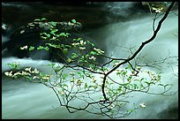 Dogwood branch with white blossoms and flowing stream, Treemont, Tennessee. Great Smoky Mountains National Park, USA.