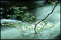 Dogwood branch with white blossoms and flowing stream, Treemont, Tennessee. Great Smoky Mountains National Park ( color)