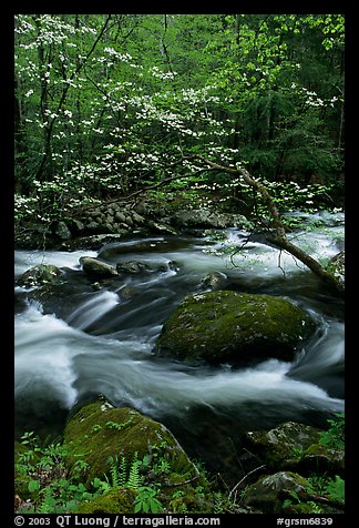 Blooming dogwood and stream flowing over boulders, Middle Prong of the Little River, Tennessee. Great Smoky Mountains National Park, USA.