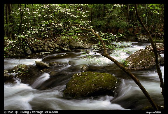 Dogwood with blossoms by flowing river, Treemont, Tennessee. Great Smoky Mountains National Park, USA.