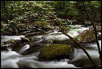 Dogwood with blossoms by flowing river, Treemont, Tennessee. Great Smoky Mountains National Park, USA. (color)