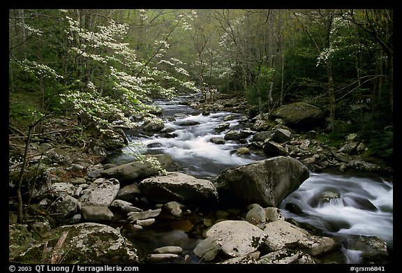 Spring scene of dogwood trees next to river flowing over boulders, Treemont, Tennessee. Great Smoky Mountains National Park, USA.