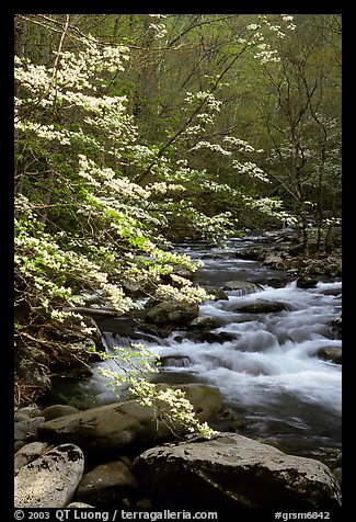 Blooming dogwoods along the Middle Prong of the Little River, Tennessee. Great Smoky Mountains National Park, USA.