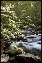 Blooming dogwoods along the Middle Prong of the Little River, Tennessee. Great Smoky Mountains National Park, USA.