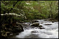 Dogwoods overhanging river with cascades, Treemont, Tennessee. Great Smoky Mountains National Park, USA. (color)