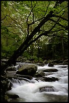 Dogwoods trees in bloom overhanging river cascades, Middle Prong of the Little River, Tennessee. Great Smoky Mountains National Park, USA. (color)