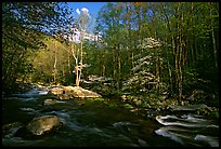 River and dogwoods, late afternoon sun, Middle Prong of the Little River, Tennessee. Great Smoky Mountains National Park, USA.