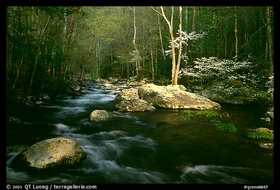 Blossoming Dogwoods, late afternoon sun, Middle Prong of the Little River, Tennessee. Great Smoky Mountains National Park (color)