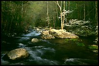 Blossoming Dogwoods, late afternoon sun, Middle Prong of the Little River, Tennessee. Great Smoky Mountains National Park ( color)