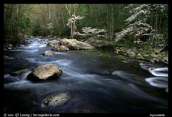 Stream and dogwoods in bloom, Middle Prong of the Little River, late afternoon, Tennessee. Great Smoky Mountains National Park, USA.