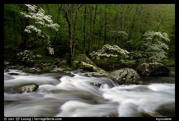 Three dogwoods with blossoms, boulders, flowing water, Middle Prong of the Little River, Tennessee. Great Smoky Mountains National Park (color)