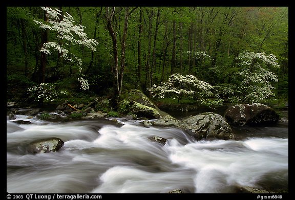 Three dogwoods with blossoms, boulders, flowing water, Middle Prong of the Little River, Tennessee. Great Smoky Mountains National Park, USA.