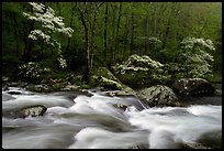 Three dogwoods with blossoms, boulders, flowing water, Middle Prong of the Little River, Tennessee. Great Smoky Mountains National Park, USA.