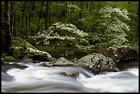 Two blooming dogwoods, boulders, flowing water, Middle Prong of the Little River, Tennessee. Great Smoky Mountains National Park, USA.