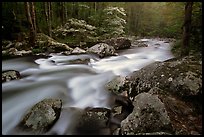 Middle Prong of the Little River flowing past dogwoods, Tennessee. Great Smoky Mountains National Park, USA.
