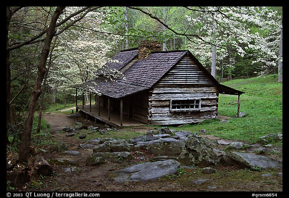 Noah Ogle historical cabin framed by blossoming dogwood tree, Tennessee. Great Smoky Mountains National Park, USA.