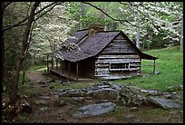 Noah Ogle historical cabin framed by blossoming dogwood tree, Tennessee. Great Smoky Mountains National Park, USA.