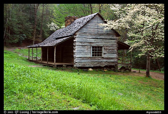 Noah Ogle Farm and dogwood tree in bloom, Tennessee. Great Smoky Mountains National Park, USA.