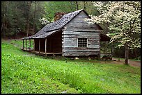 Noah Ogle Farm and dogwood tree in bloom, Tennessee. Great Smoky Mountains National Park ( color)