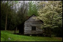 Noah Ogle log cabin in the spring, Tennessee. Great Smoky Mountains National Park, USA.