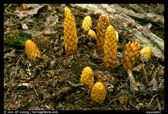 Squaw root (Conopholis americana), Tennessee. Great Smoky Mountains National Park, USA.