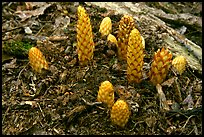 Squaw root (Conopholis americana), Tennessee. Great Smoky Mountains National Park, USA.