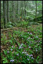 Crested Dwarf Irises in Forest, Roaring Fork, Tennessee. Great Smoky Mountains National Park ( color)