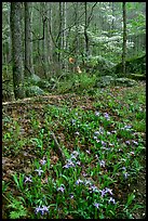 Crested Dwarf Irises in Forest, Roaring Fork, Tennessee. Great Smoky Mountains National Park, USA.