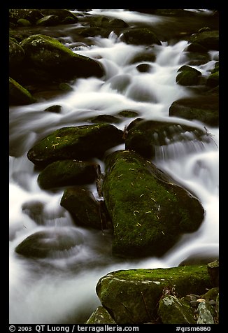 Stream flowing over mossy boulders, Roaring Fork, Tennessee. Great Smoky Mountains National Park, USA.