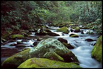 River cascading along mossy boulders, Roaring Fork, Tennessee. Great Smoky Mountains National Park, USA.